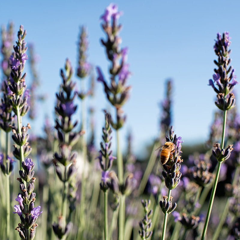 Cultivating calm with the gentle power of lavender - Los Poblanos Online Shop