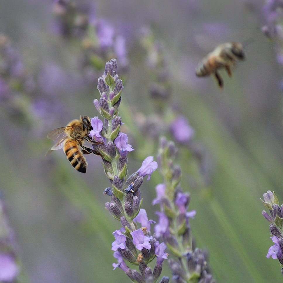 Bee on lavender