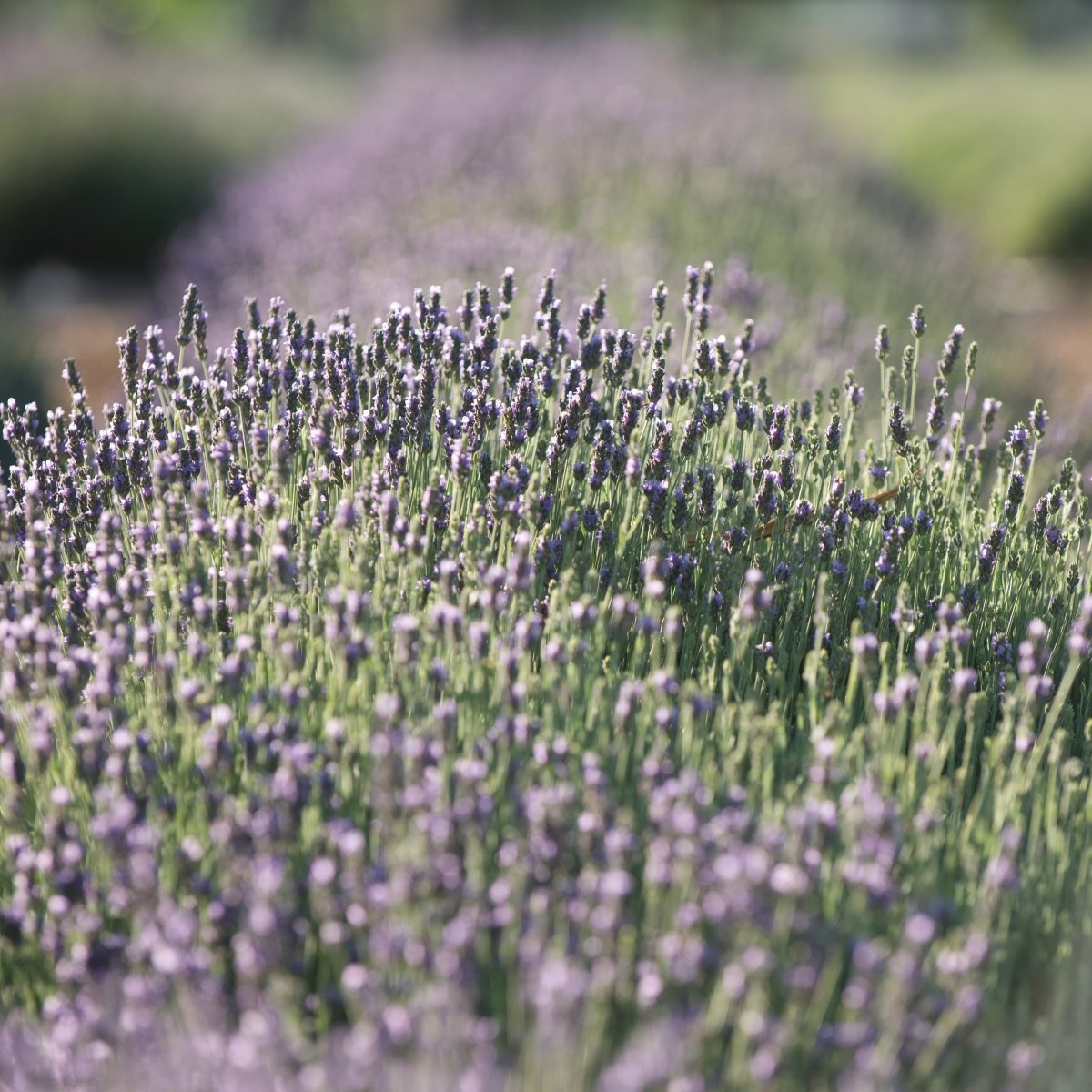 Lavender blooming in a field