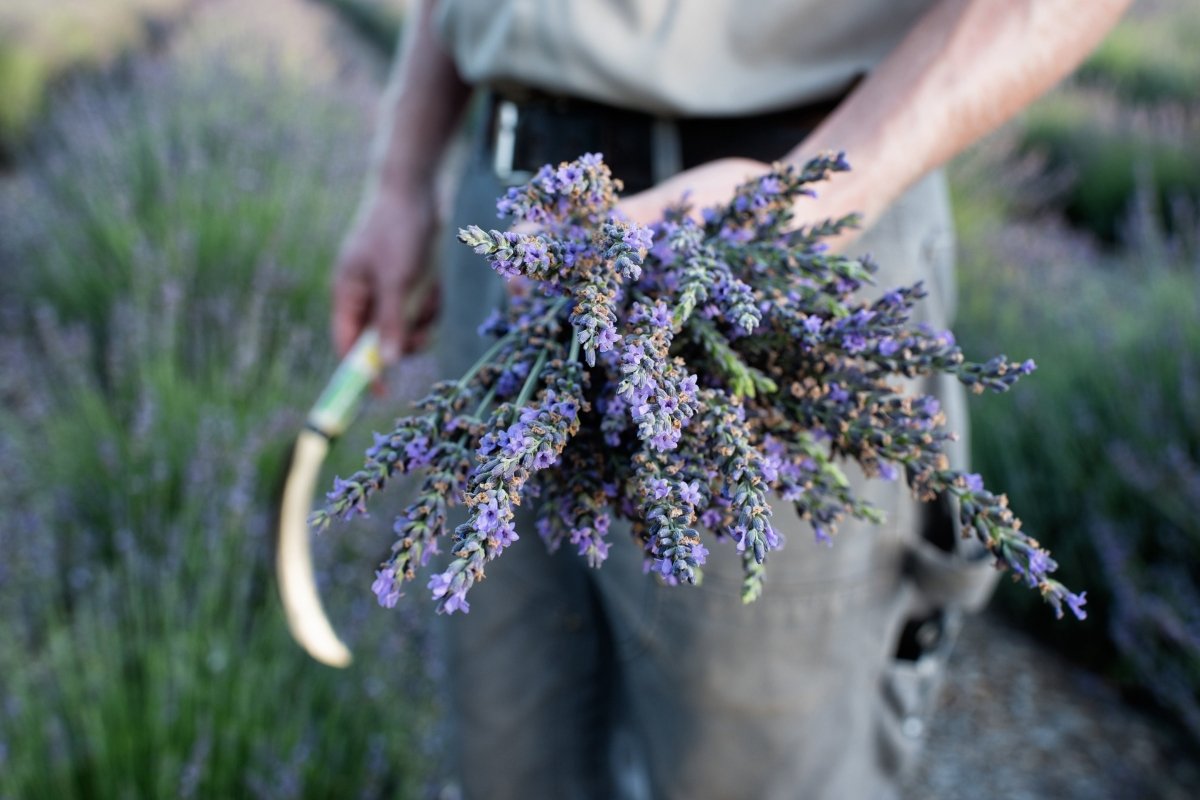 Shop All Lavender