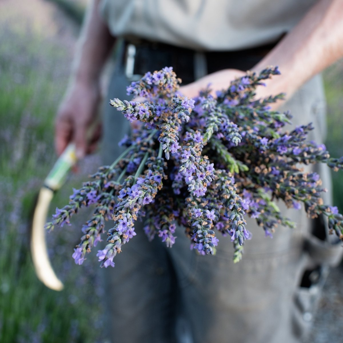 Person holding a bundle of lavender in a field at Los Poblanos Farm