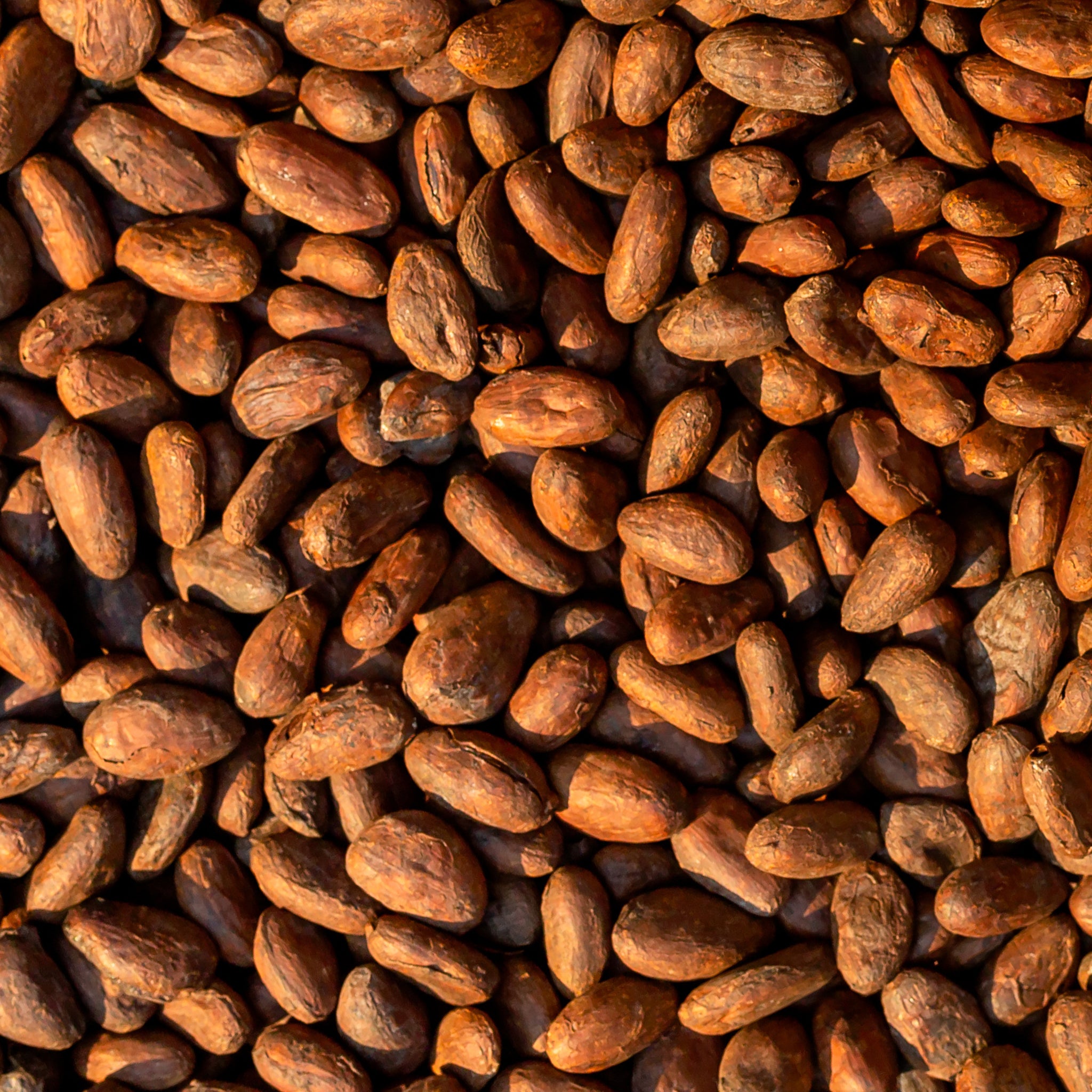 Close-up of cocoa beans