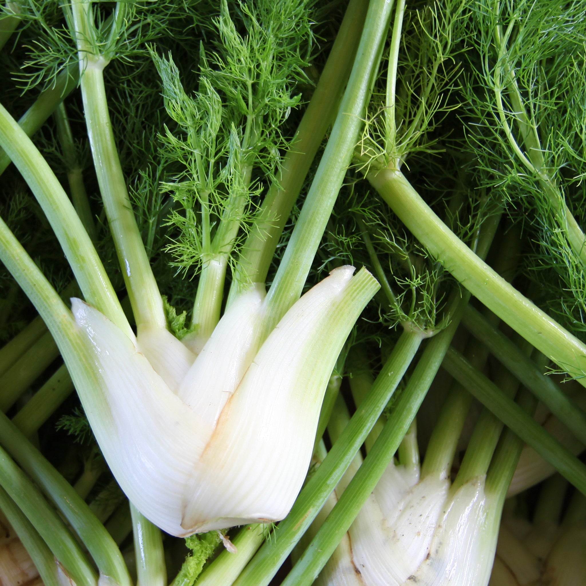 Close-up of fennel bulbs with green fronds on a wooden surface