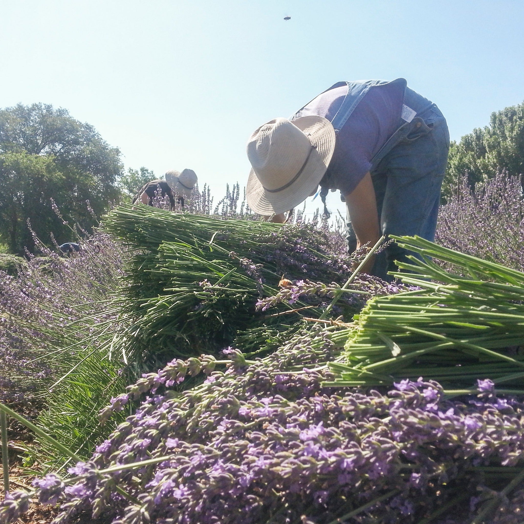 Person harvesting lavender in a field with a clear blue sky.
