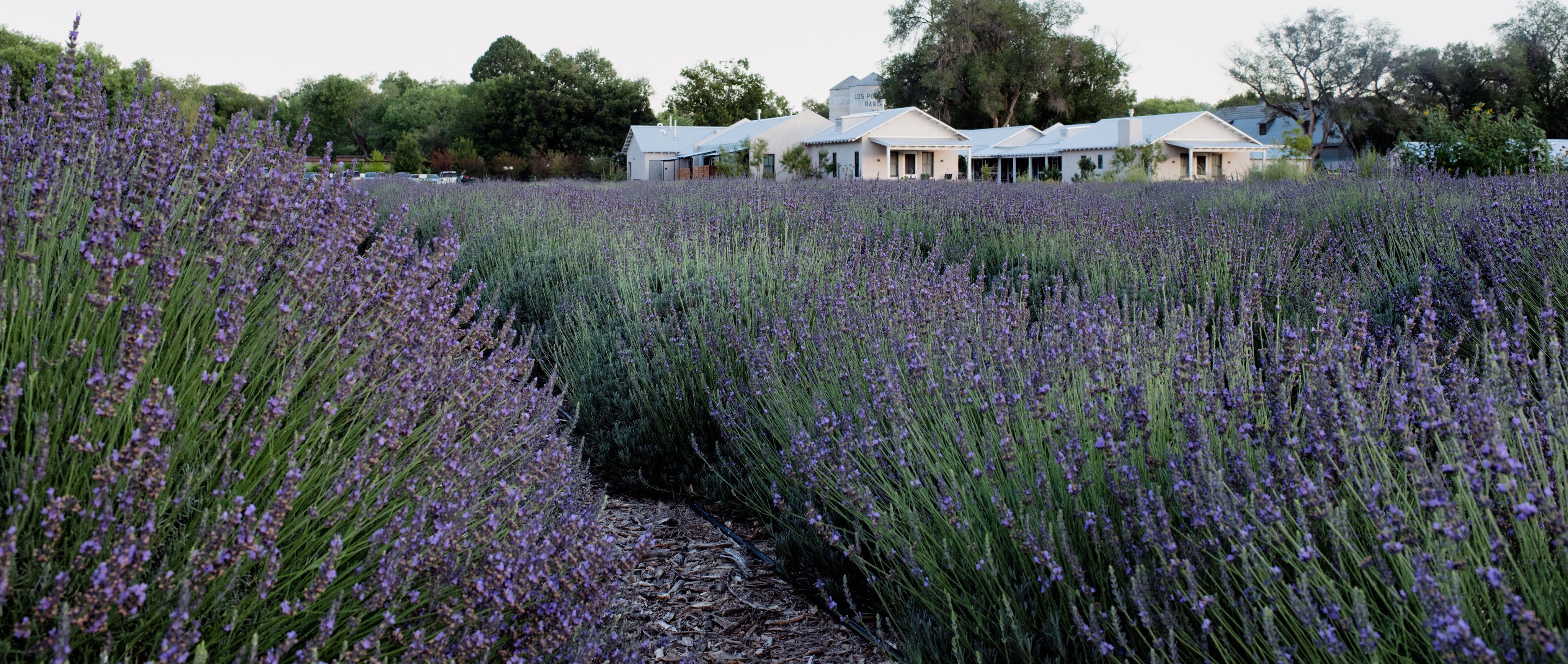 Row of lavender plants with a building in the background