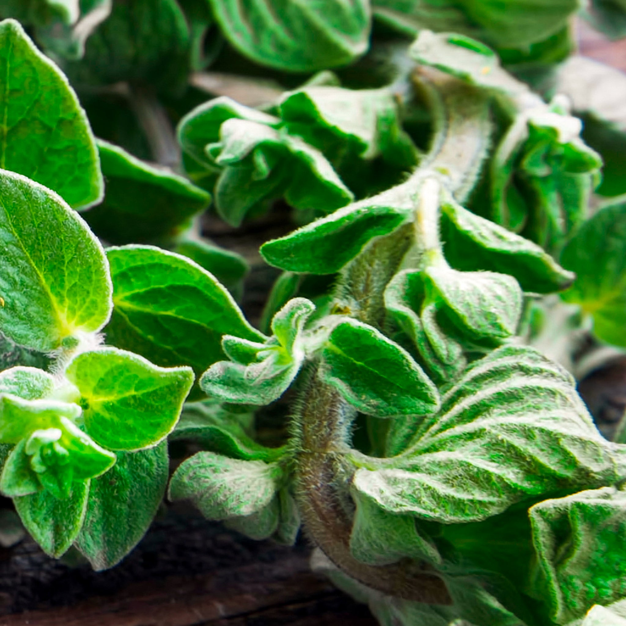 Close-up of green leafy plants with a blurred background