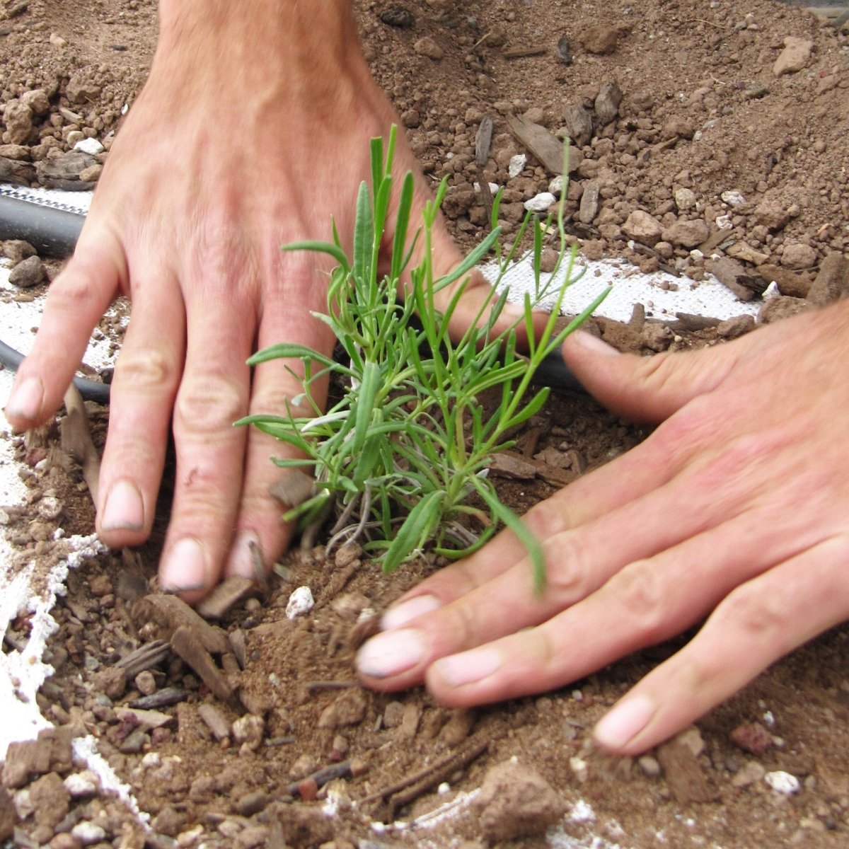Organic Lavender Essential Oil | Los Poblanos Online Shop