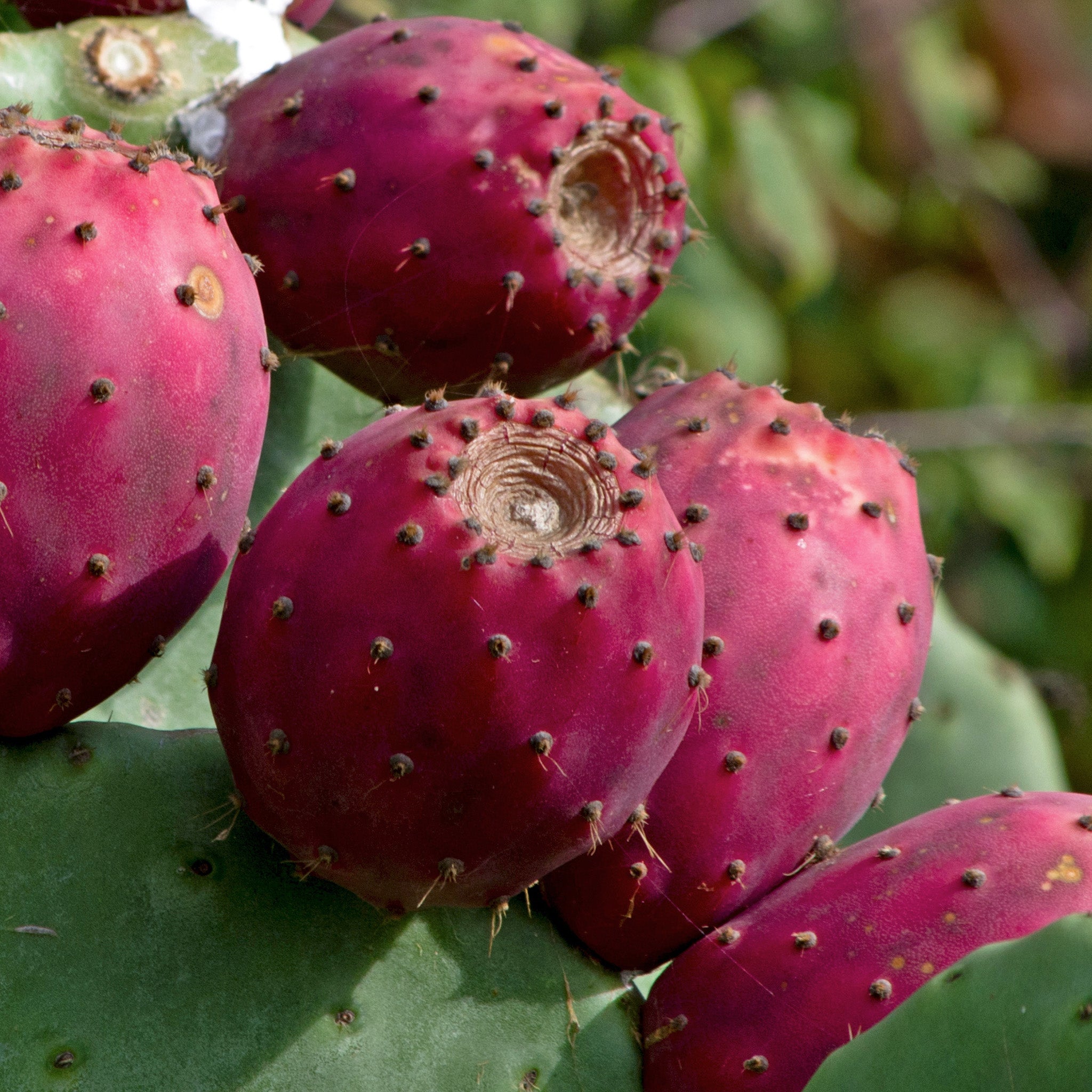 Close-up of pink prickly pears on a cactus plant