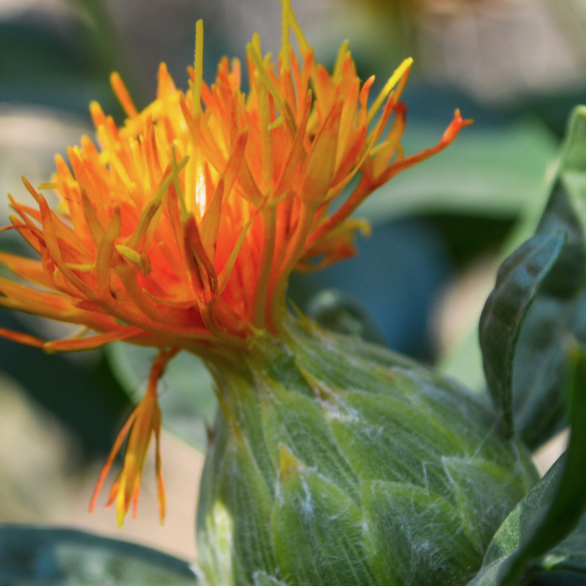 Close-up of an orange flower with green leaves on a blurred natural background