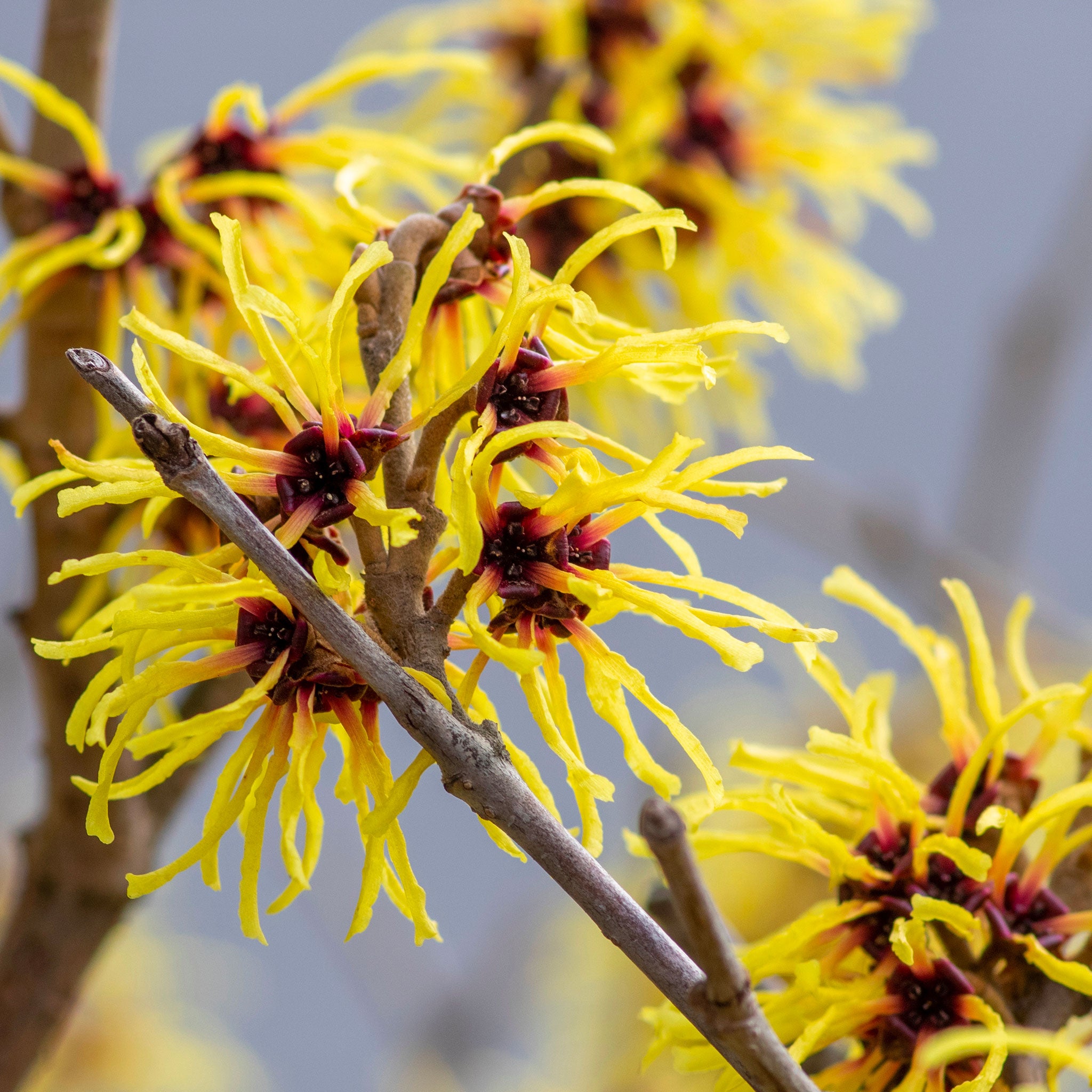 Close-up of yellow witch hazel flowers on a branch with a blurred background