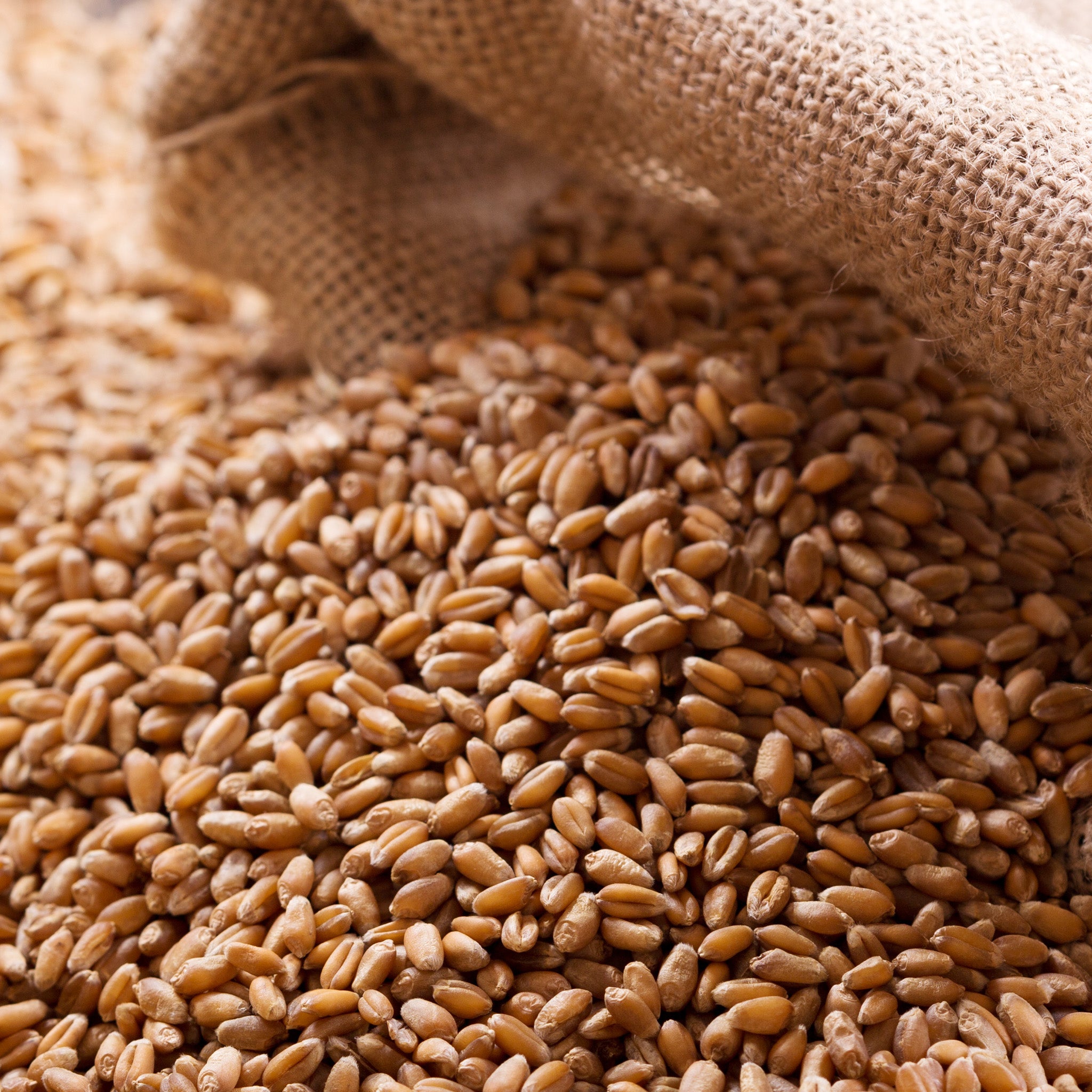 Close-up of wheat grains spilling out of a burlap bag