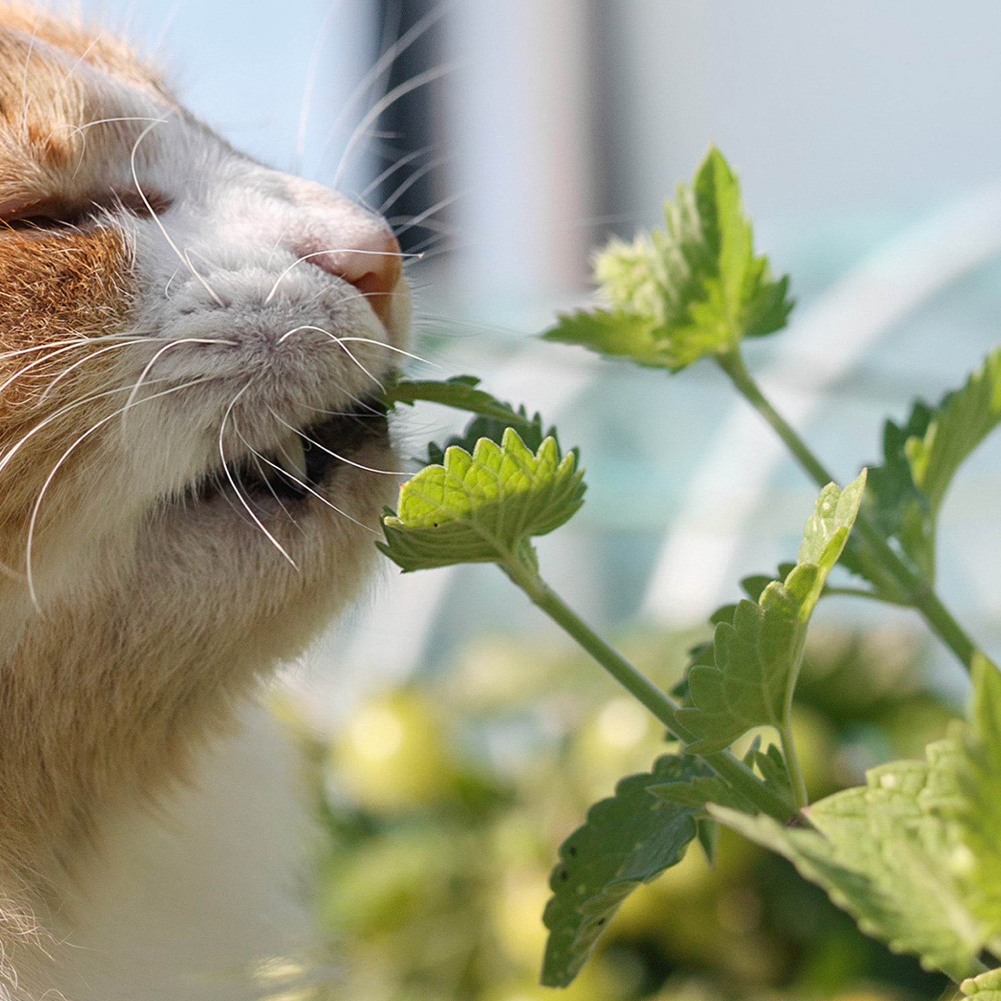 Farm Cat's Pajamas - herbal tea blend