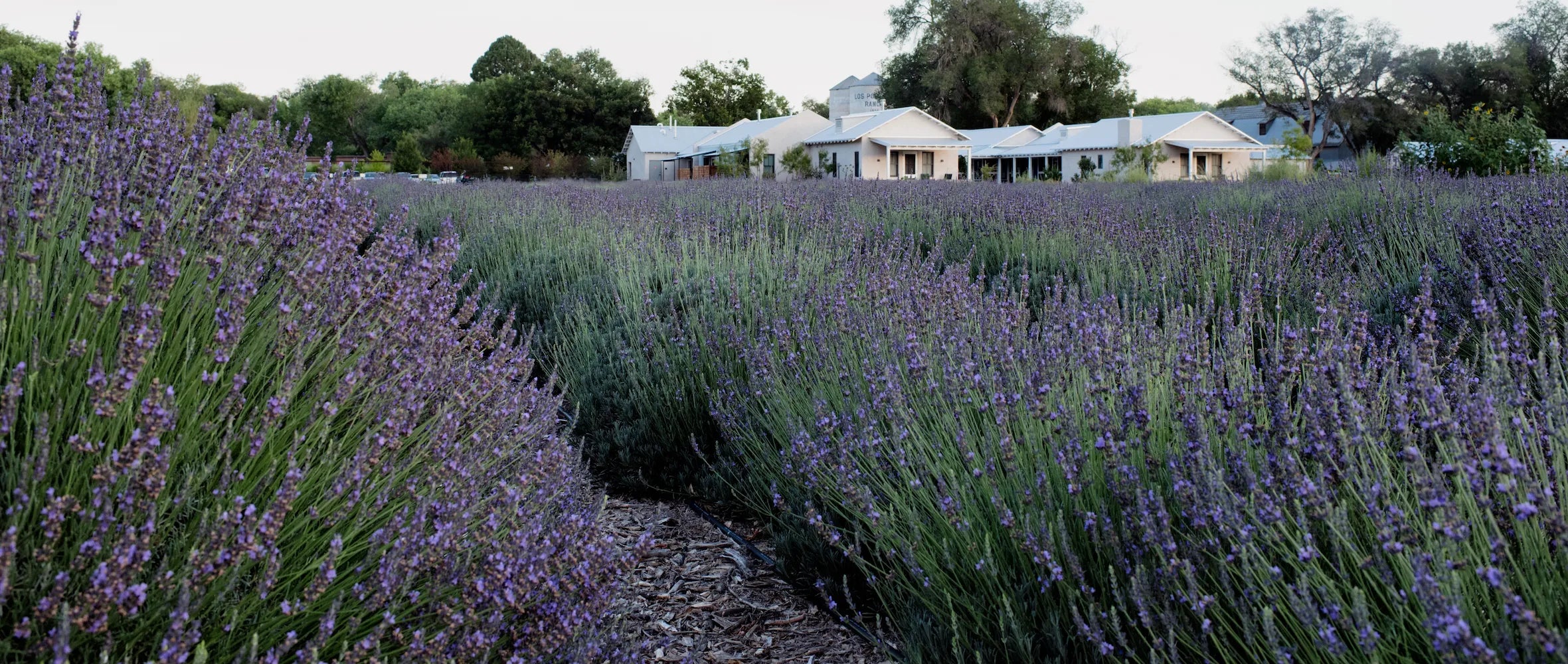 Row of lavender plants with a building in the background