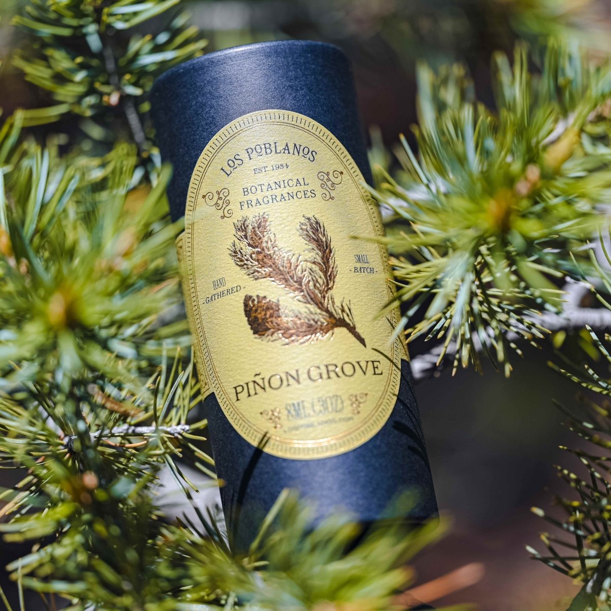 pinon fragrance bottle settled in pinon tree branches