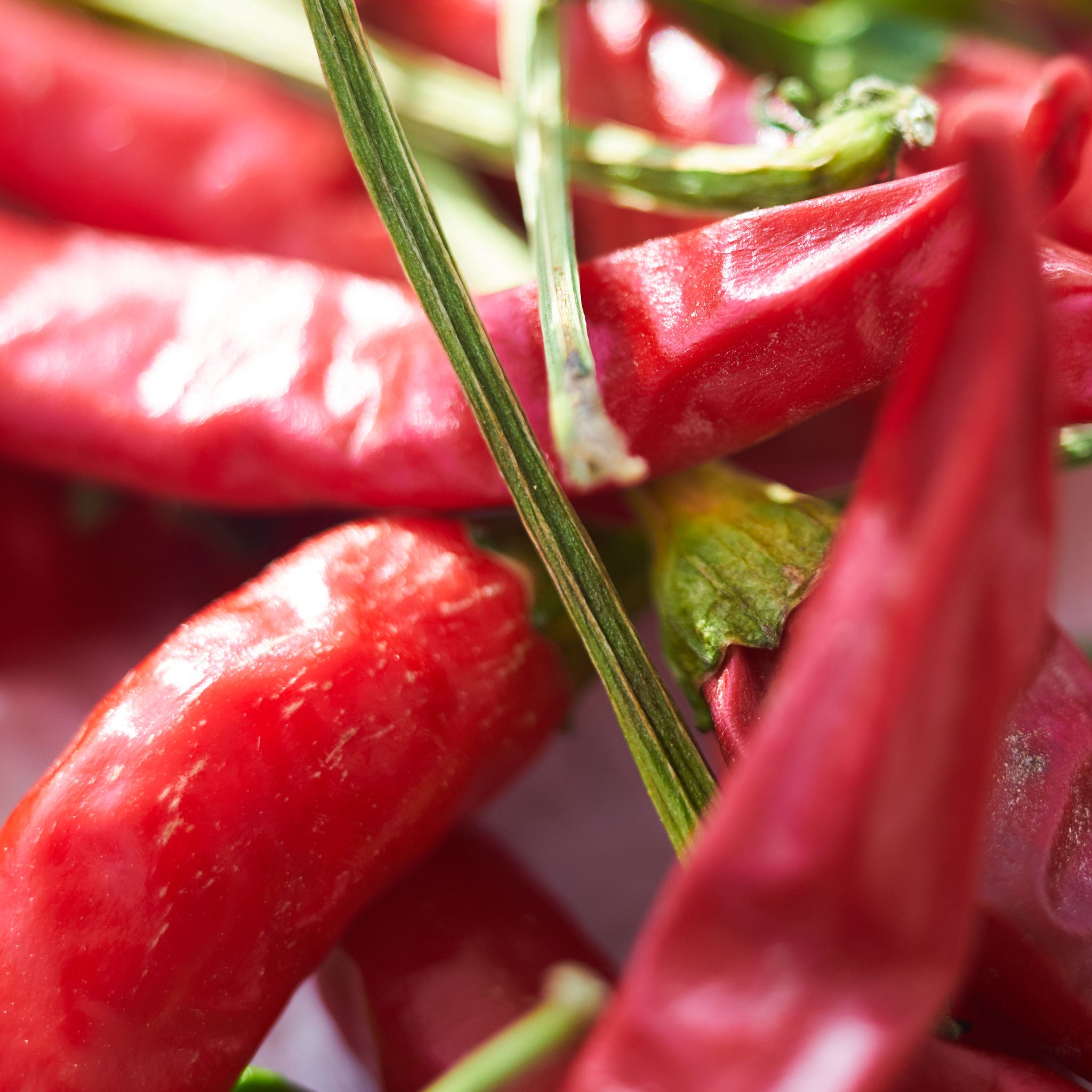 Close-up of red chili peppers with green stems and leaves.
