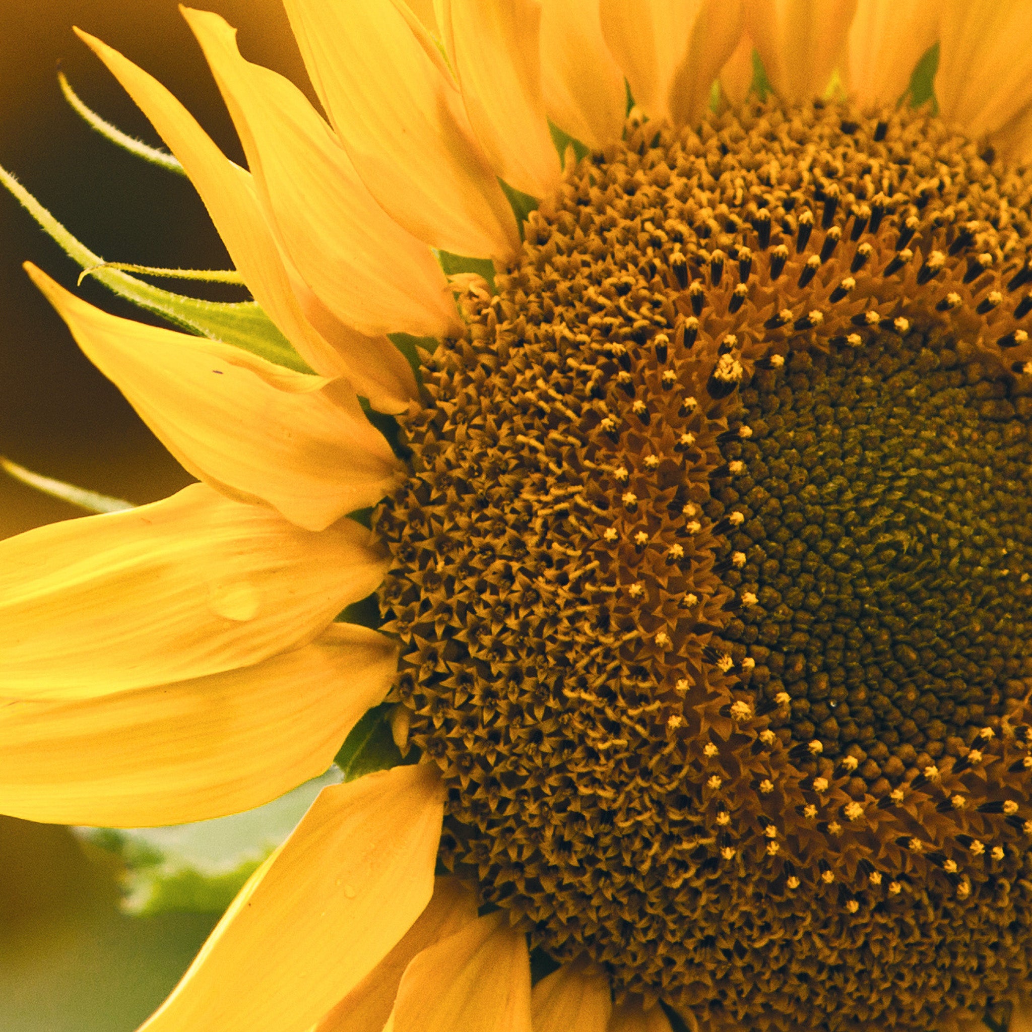 Close-up of a sunflower with a blurred background