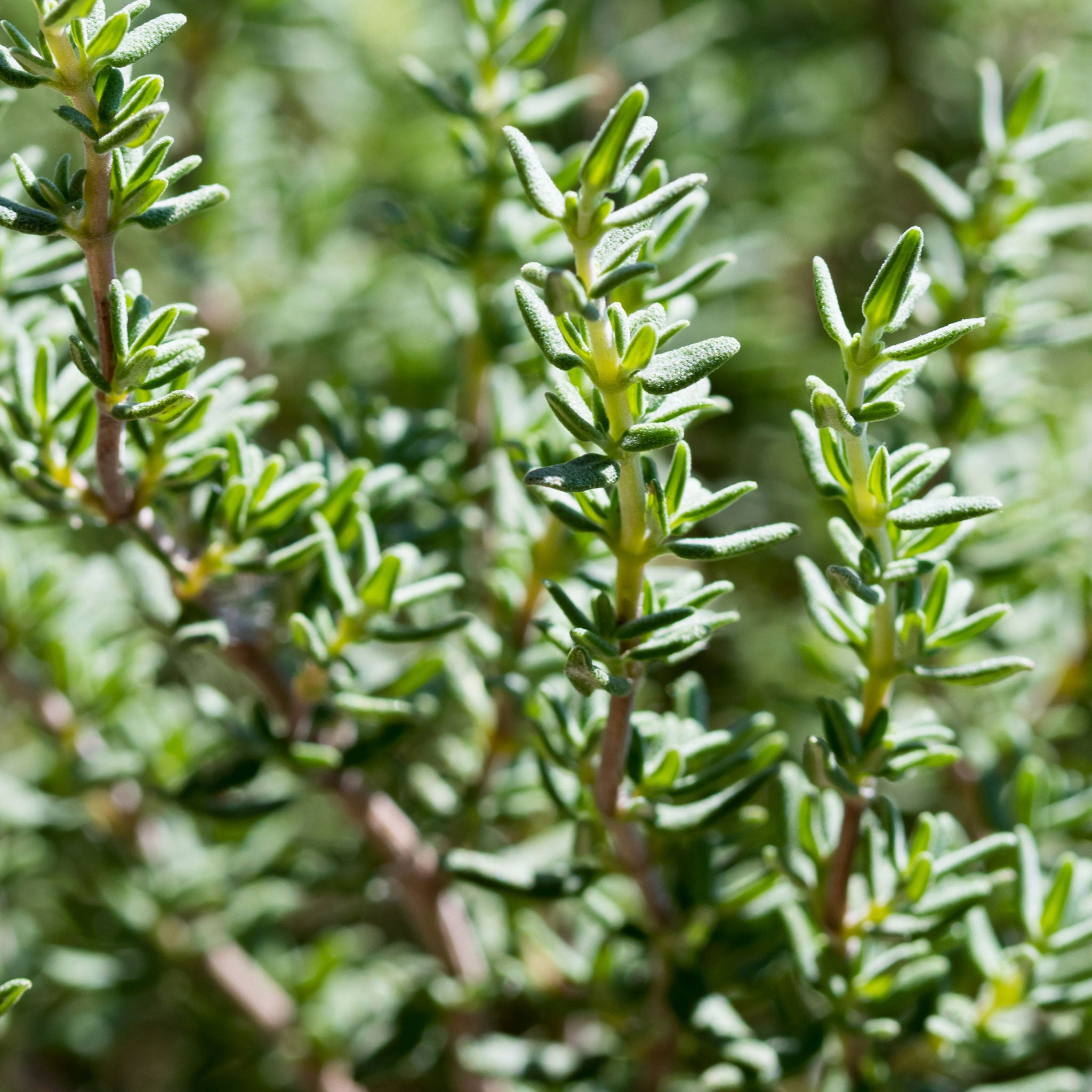 Close-up of green leafy plants with a blurred natural background